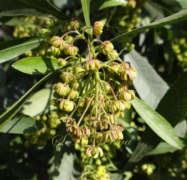 Male Inflorescence
